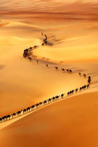 march of the Camels